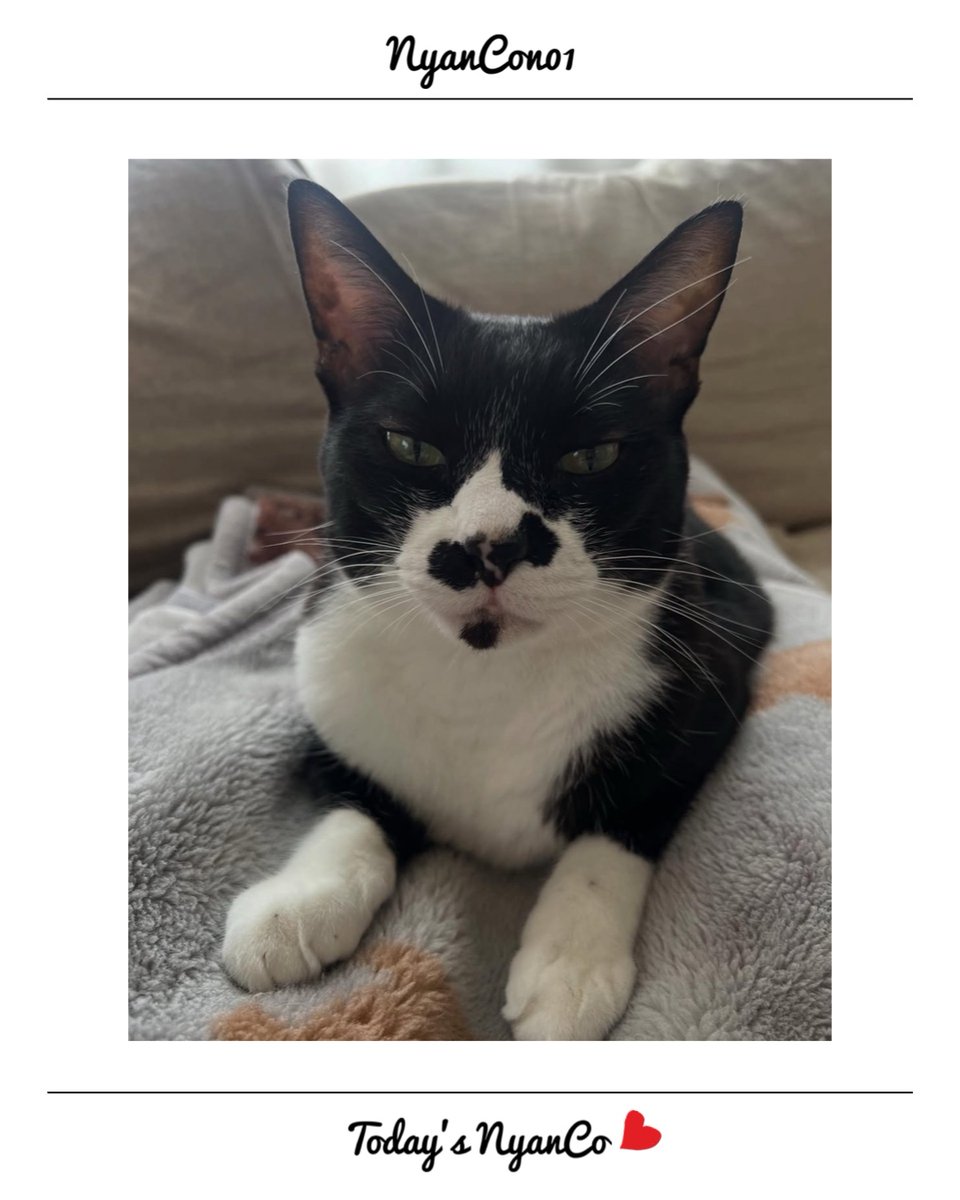 午前中までの特別価格❗️A4大作品✨手作り額付き作品　title「創造ニャンコ」 Amazon.co.jp: おニャン子クラブ(結成30周年記念) シングルレコード