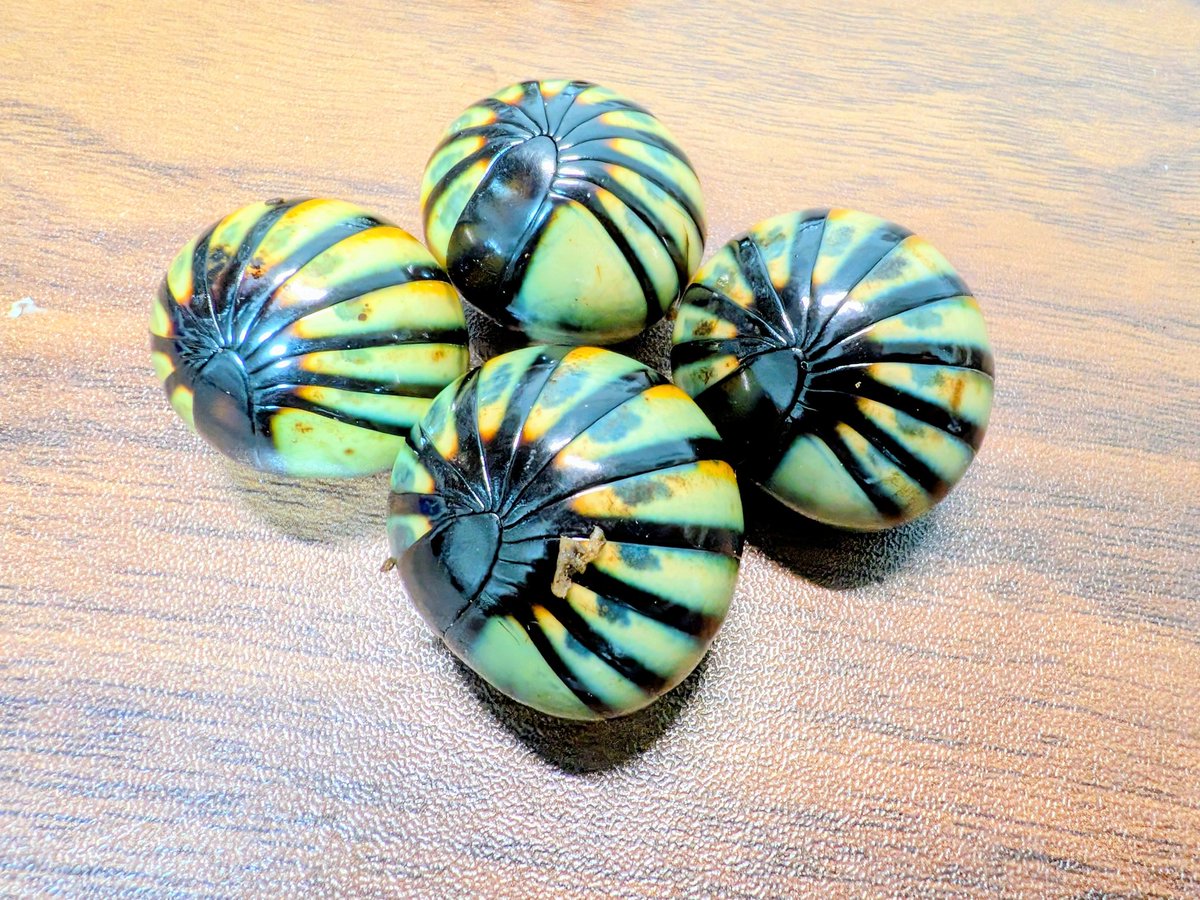 爬虫類のいない生き物即売会 AWAKE アウェイク (@AWAKE98411039