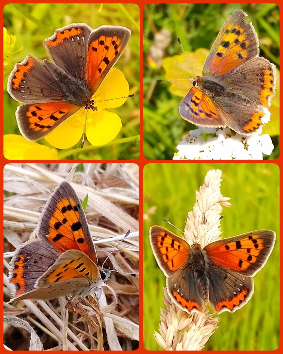s4r4h_l's tweet photo. #WildWebsWednesday with beautiful #SmallCopper #butterflies, these all seen at @visitBrockholes which seems to suit them well. Those with the shiny blue spots on the hind wing are abberation caeruleopunctata. The top right has a beautiful violet sheen on its so fresh! @WebsWild https://t.co/ziw2grmQSd