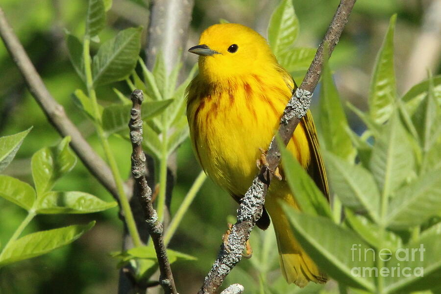 ArtworkBaker's tweet photo. Lovely Yellow Warbler - artwork now available! https://t.co/sFzOApzxOf
#YellowWarbler #BirdWatching #NaturePhotography #Songbirds #BirdLovers #Ornithology #NatureLovers #Birding #AvianBeauty #ColorfulBirds #BirdsOfTheWorld #NatureExploration #BirdsInFocus #FeatheredFriends https://t.co/NlGuXi1hGu