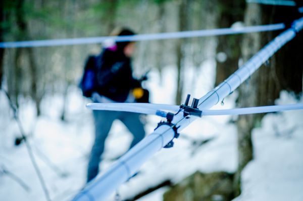 Did you know a maple tree can produce up to 15 gallons of sap per year? It takes about 40 gallons of sap to make 1 gallon of syrup – meaning it takes 3 trees to make that amount of sap! #NationalMapleSyrupDay