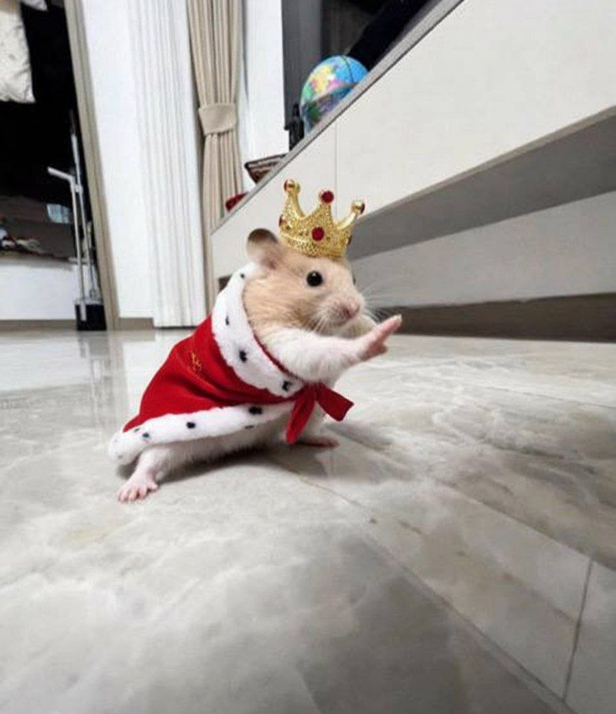 KungFuHammy's tweet image. The king of Kung Fu