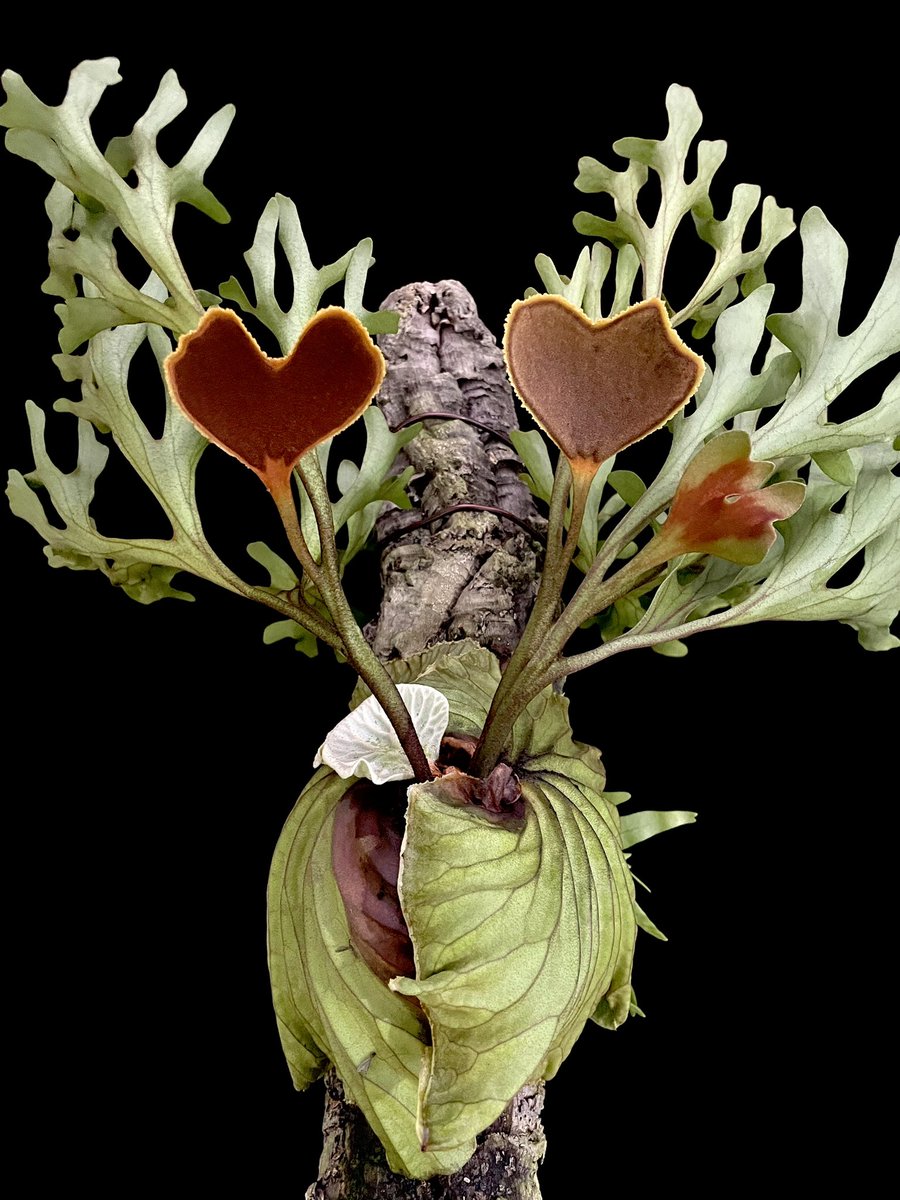 KENZO (@fw_kenzo) / Posts / X