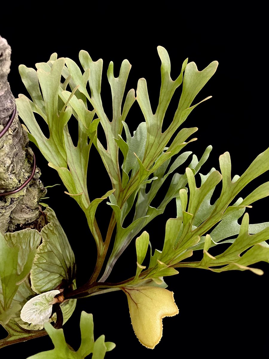 KENZO (@fw_kenzo) / Posts / X