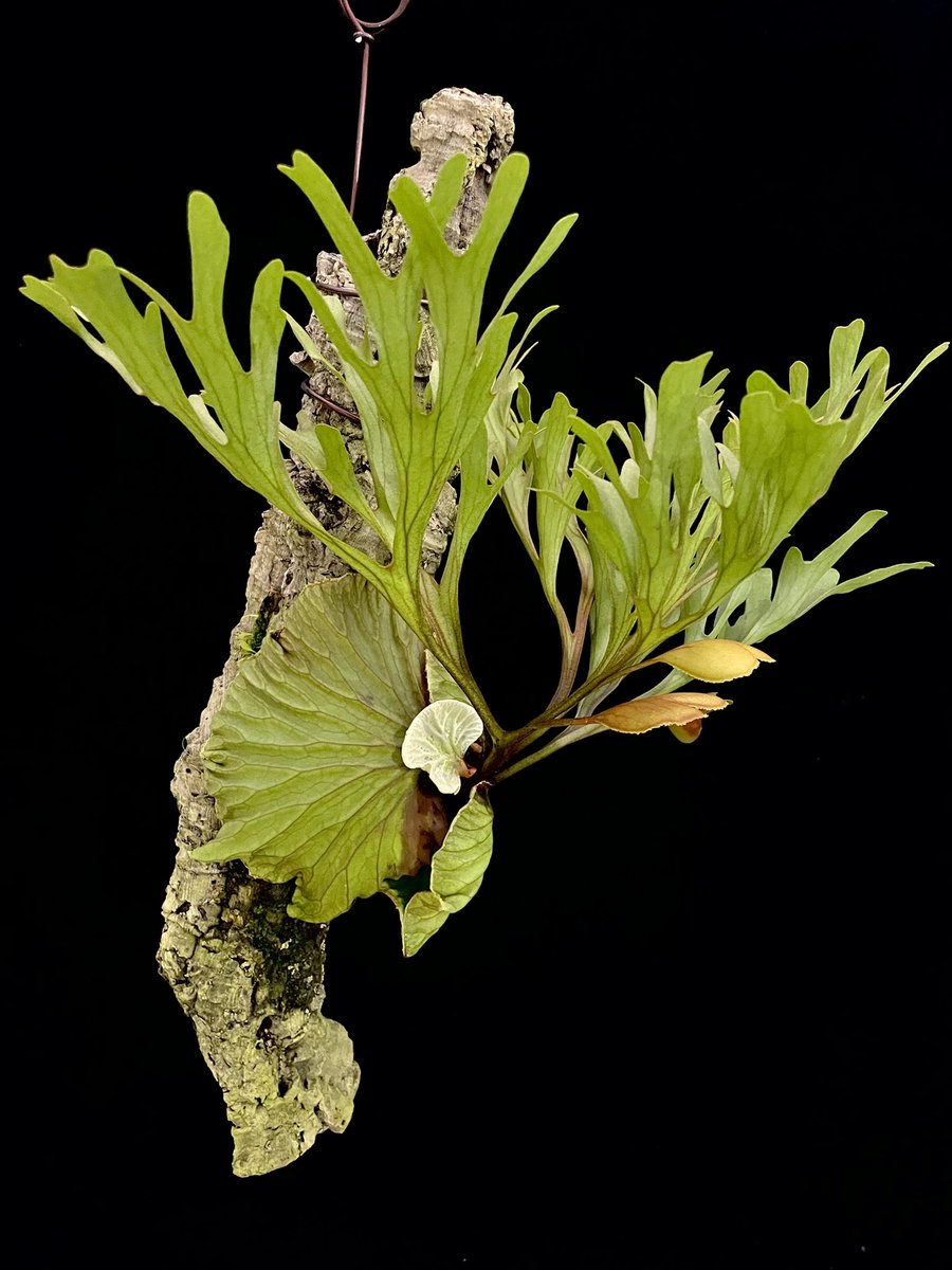 KENZO (@fw_kenzo) / Posts / X