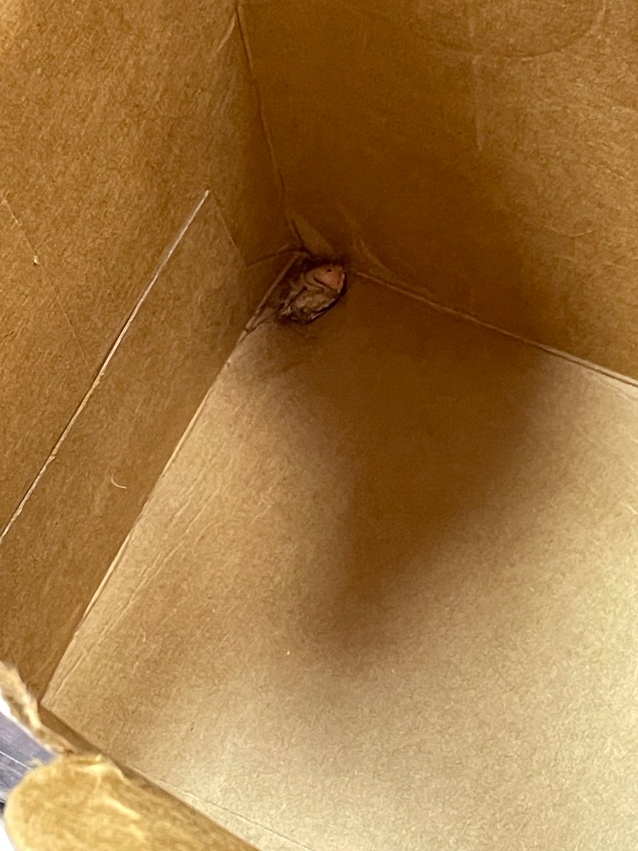 Dra_CC's tweet image. @vinted estaba bien hasta que recibes un paquete con un bicho muerto y se lavan las manos, no como el guarro del vendedor