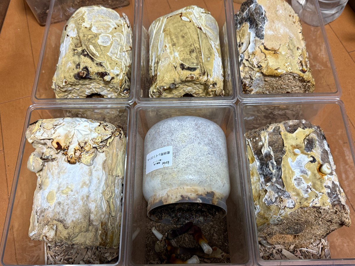 タランドゥス 産卵セット、沢山🔥 KPW レイシボトル 北斗恵栽園 レイシ