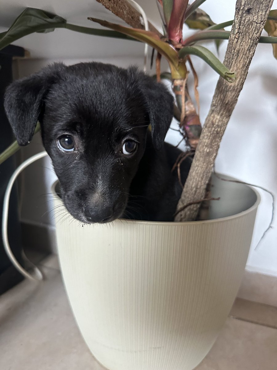 Geogxmxnxz's tweet image. Ayer su supuesta adoptante la dejó plantada esperando…
Asi que volvemos a la búsqueda de una familia que la adopte para siempre y le de todo su amor. Tiene 2 meses y va a ser de tamaño pequeño ❤️❤️
📍Estamos en Córdoba capital