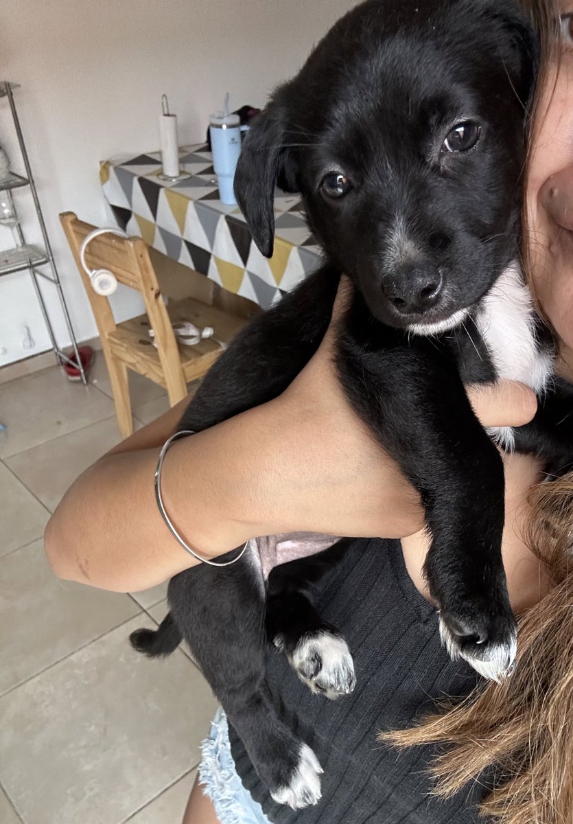 Geogxmxnxz's tweet image. Ayer su supuesta adoptante la dejó plantada esperando…
Asi que volvemos a la búsqueda de una familia que la adopte para siempre y le de todo su amor. Tiene 2 meses y va a ser de tamaño pequeño ❤️❤️
📍Estamos en Córdoba capital