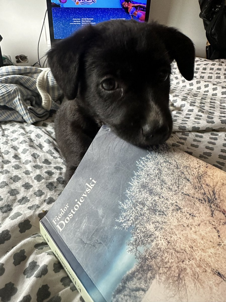 Geogxmxnxz's tweet image. Ayer su supuesta adoptante la dejó plantada esperando…
Asi que volvemos a la búsqueda de una familia que la adopte para siempre y le de todo su amor. Tiene 2 meses y va a ser de tamaño pequeño ❤️❤️
📍Estamos en Córdoba capital