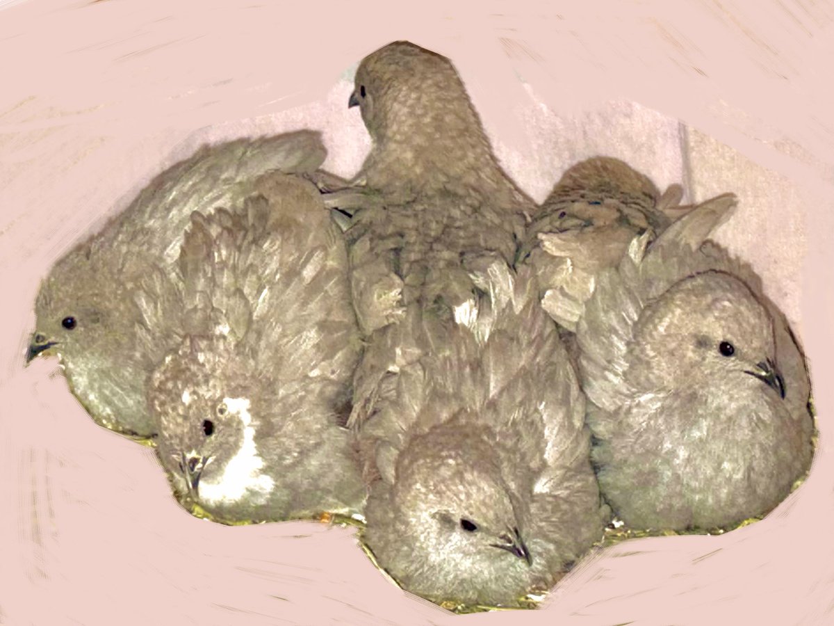 みんころ！さま確認ページ♡ ポポチョロ🐦💨 (@1b4fc39ec9e04d3) / Posts / X