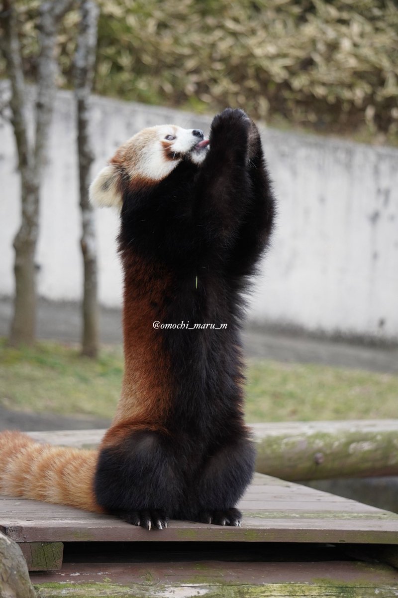 マスカットに🍎とたくさんもらったね☺️
「しいくいんさーん、ありがとう〜❕️」(4枚目)

#大森山動物園 #令花 #レイファ #レッサーパンダ