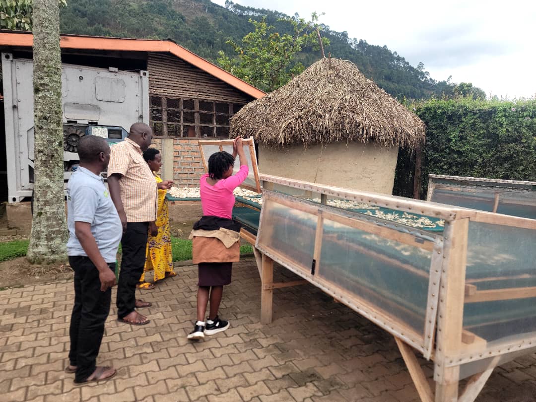 MTRCuganda's tweet photo. Honored to host AAIN CEO Prof. Alex Ariho at MTRC. He toured our training facilities, spawn lab, composting unit, solar driers, accommodation and grow rooms. Impressed by our community impact and readiness as one of the 25 SIYEP anchor incubators. https://t.co/huQD5vAZQR
