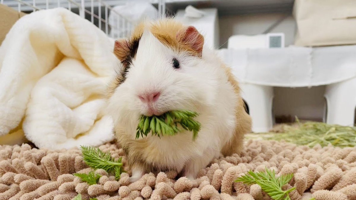 Post by モルモットのmottoちゃんねる🍘 on X: 😆🌱