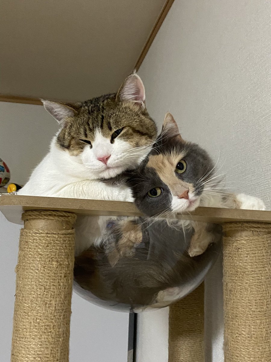 PSO2_himari_9's tweet image. #ペットカードジェネレーター 
うちのにゃんずもカードになれた🐱