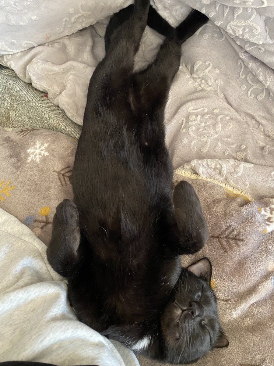 PSO2_himari_9's tweet image. #ペットカードジェネレーター 
うちのにゃんずもカードになれた🐱