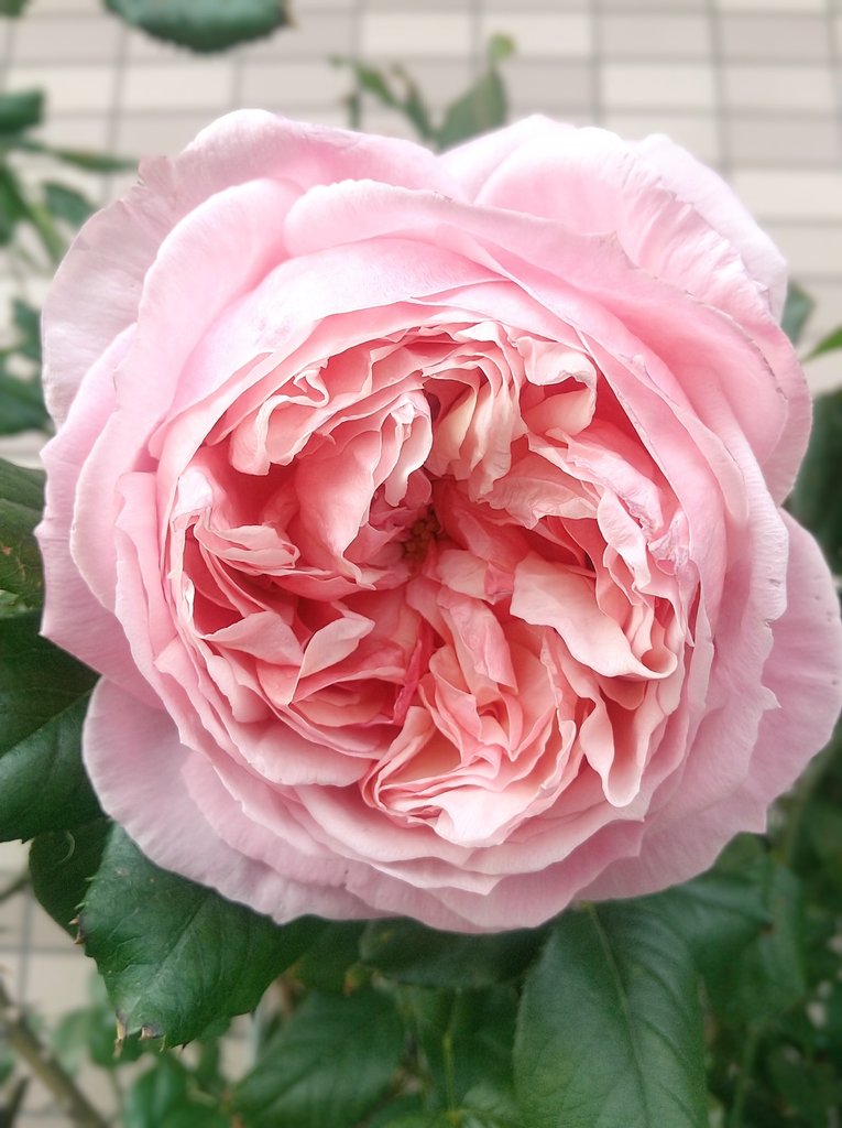 ベランダのバラ (@wFPUIDPcFsETHlv) / Posts / X