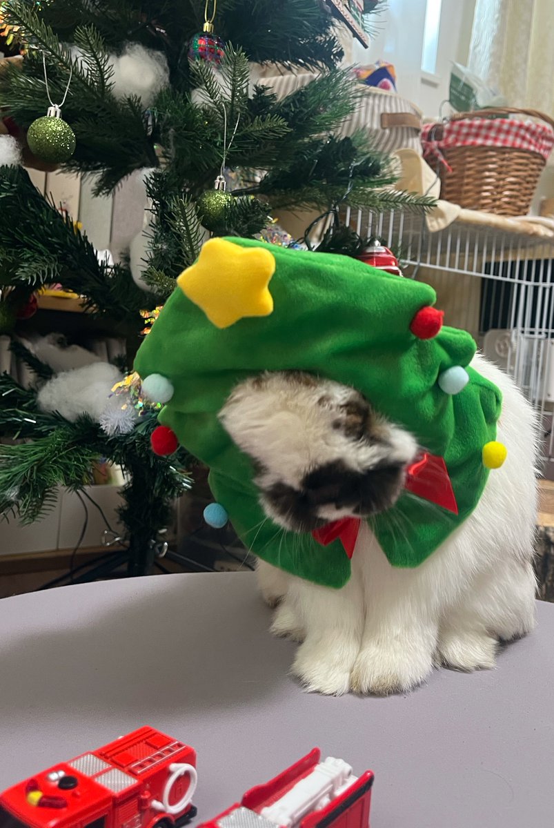 おもちページ おもち様専用 おもちさま専用 おもちさま専用 おもち様 おもち様 zx