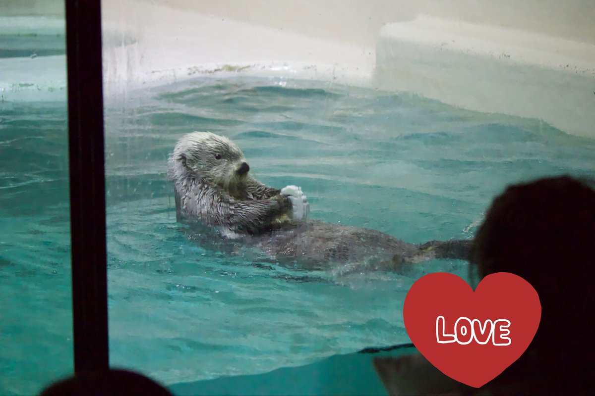 キラページ♡ 貝の割り方を教えてくれるキラ先輩🦪