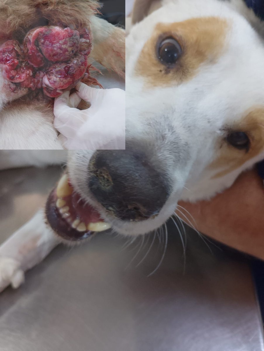 Milo necesita la ayuda de todos por favor 🙌
para quien pueda ayudarlo
🙌ALIAS DE BANCO NACIÓN PATITASBUDGEOK 
🙌ALIAS DE MERCADO PAGO 
PATITASBUDGE 
MAGDALENA CACERES