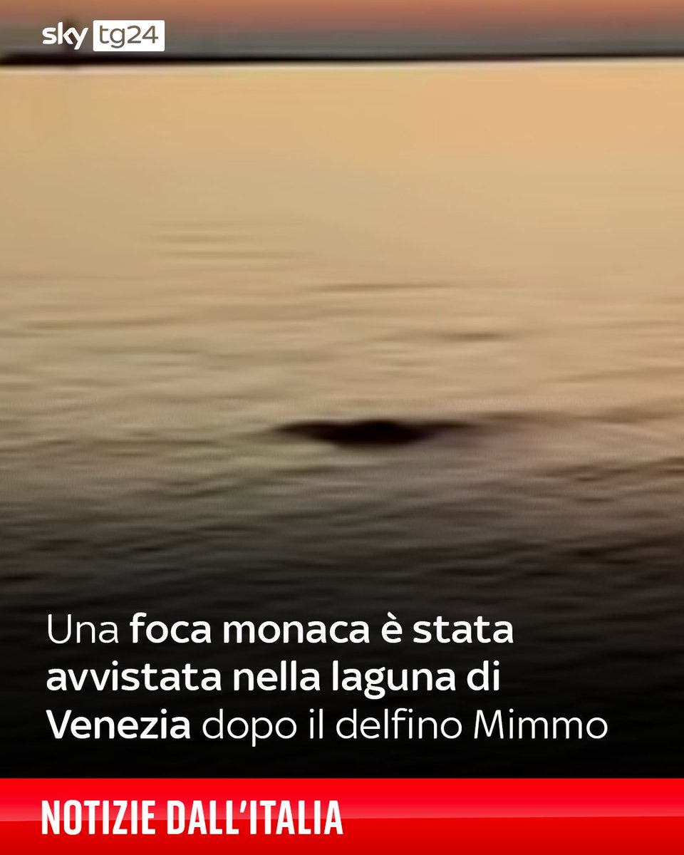 Il video dell'avvistamento è stato girato al tramonto, nei pressi della Bocca di Porto del Lido. Un esemplare simile era stato visto una decina di giorni fa davanti alla spiaggia di Ravenna ➡️ shorturl.at/AAvgo