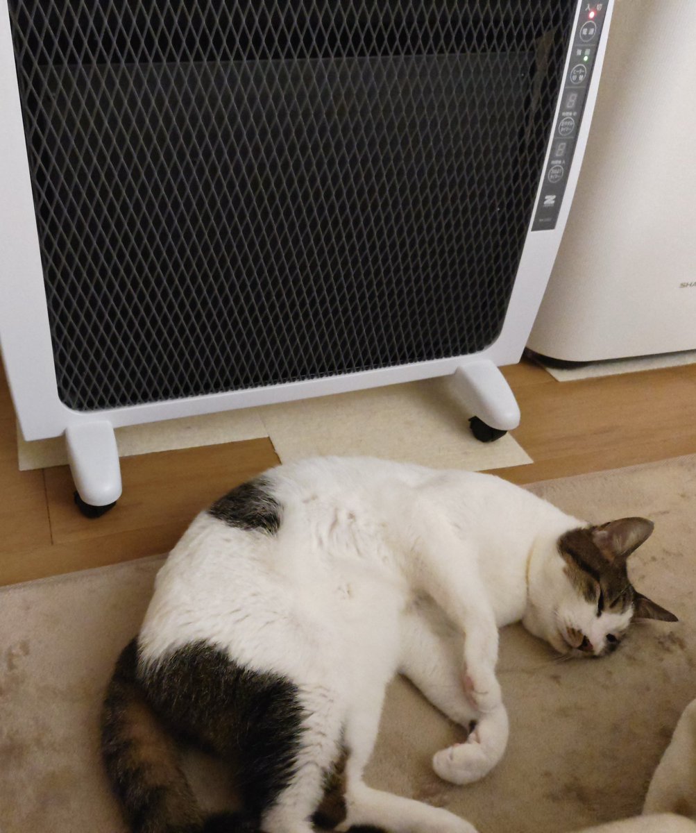 今日の #キジ白 #猫のいる暮らし𓏲𓎨 #猫好きさんと繋がりたい #ねこ