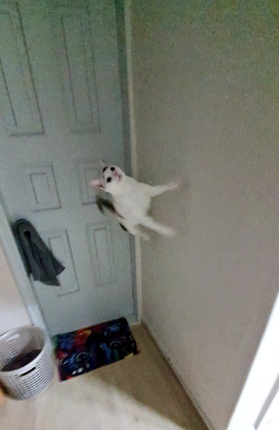 벽에서 솟았니?