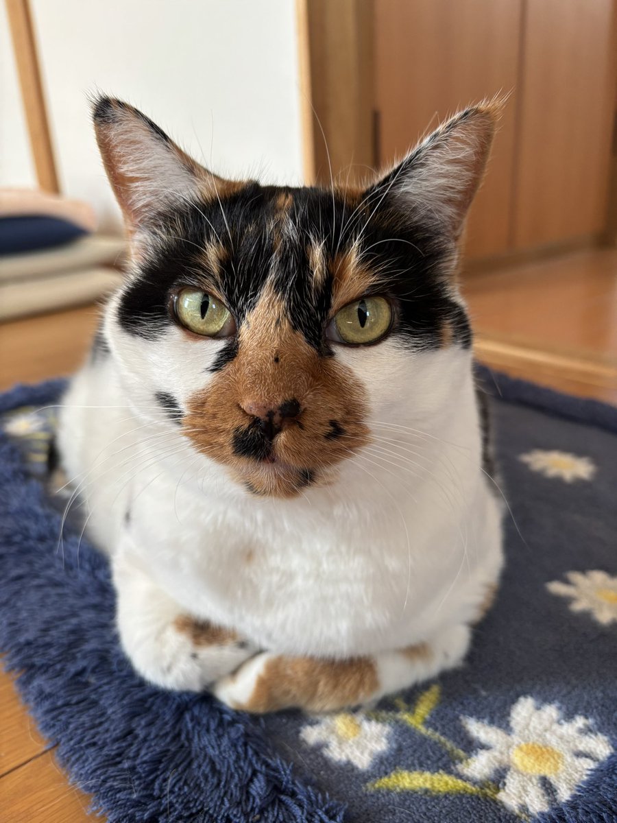 みんな、たくさんいいね、ありがとにゃ