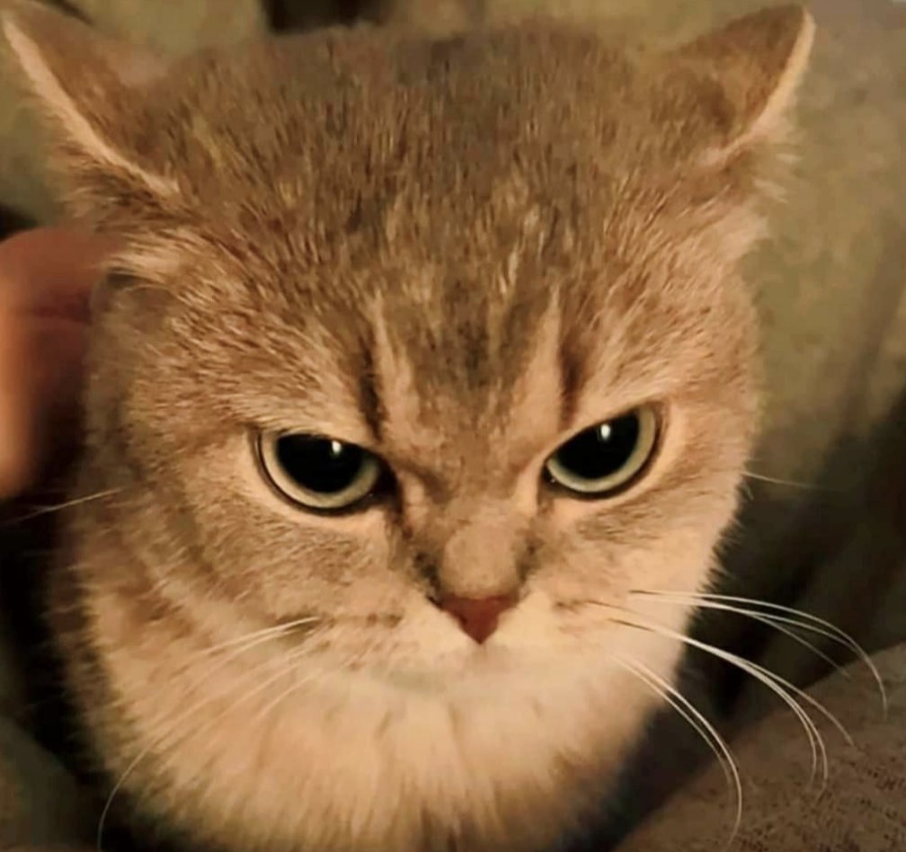 rapunzelariels's tweet image. same energy: