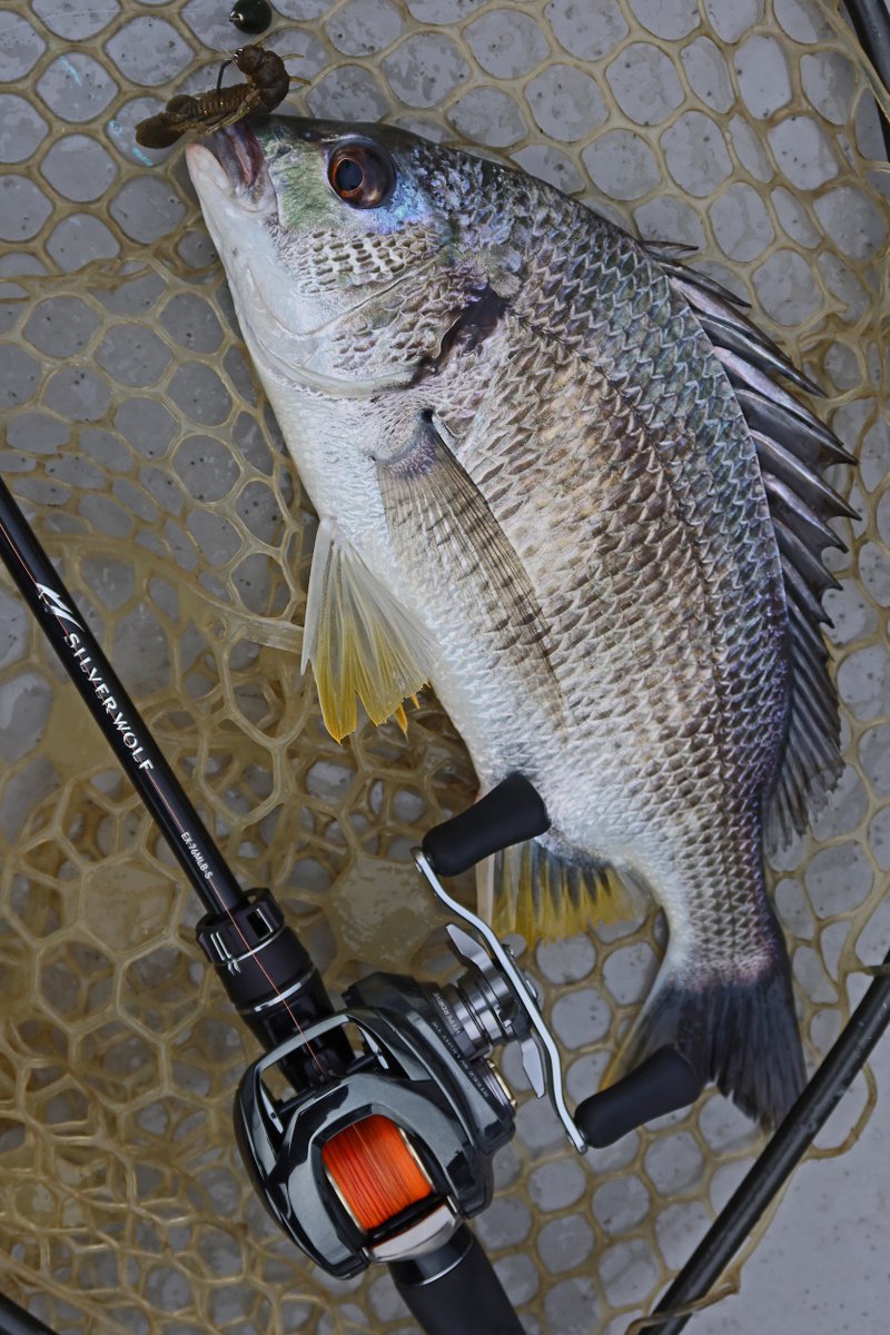 もりぞー (@morizo57) / Posts / X