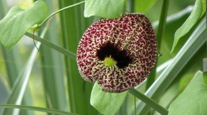 VIPCHIC's tweet image. #WhateverWednesday