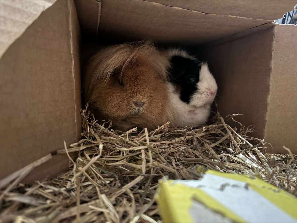 #guineapig