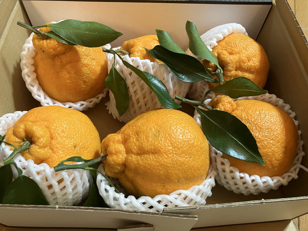 木曜発送　19-21時着 でんでꕤ.·*.さん専用 こちらのポスター、14時以降にご希望の方に差し上げます。丸めて