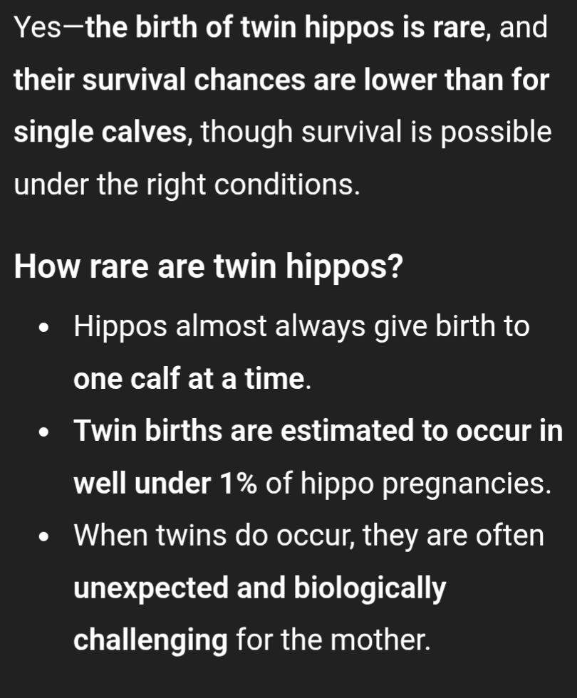 xKaaox's tweet photo. Our little $WILLI lost his twin brother at birth,  an incredibly rare case with twin hippos.

Real story. Real emotion.

This kind of lore is rare, and it hits different. https://t.co/EYv7IwMFL3