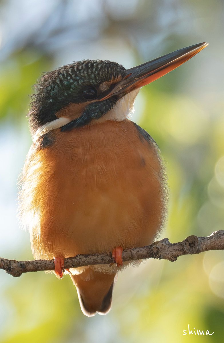 shima (@shima12041204) / Posts / X