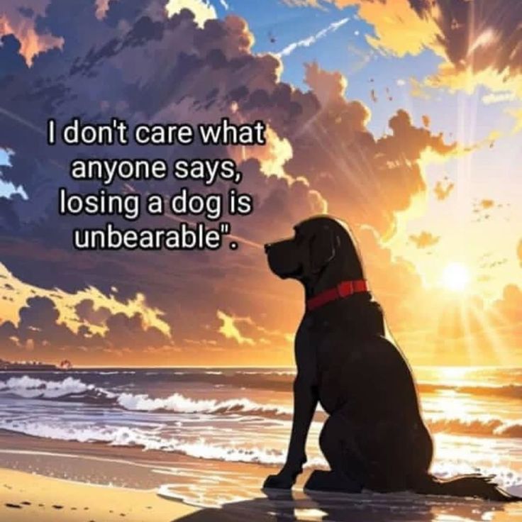 𝕏 Dogs (@_xdogs) on Twitter photo 