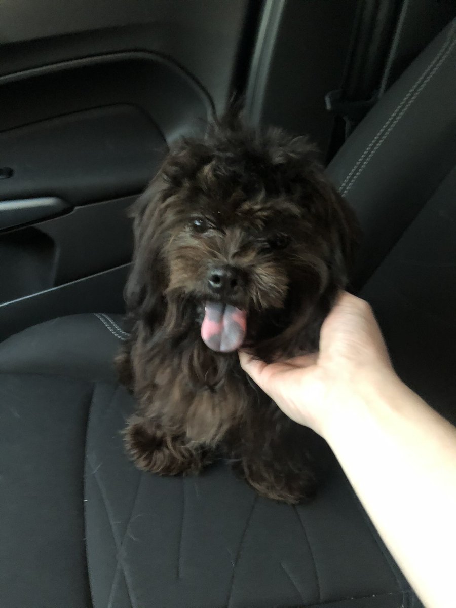 We will forever miss you, Momo. Thank you for choosing us as your fur parents. Six years went by too fast, and you were far too young. You’ll always be our pandemic puppy. Sweet, obedient, and loved. 

Run free and cross the rainbow bridge 🌈🐾