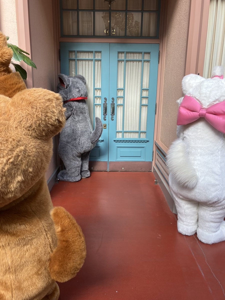 dcurryrice's tweet photo. ねこたち https://t.co/QJOM2udFZO