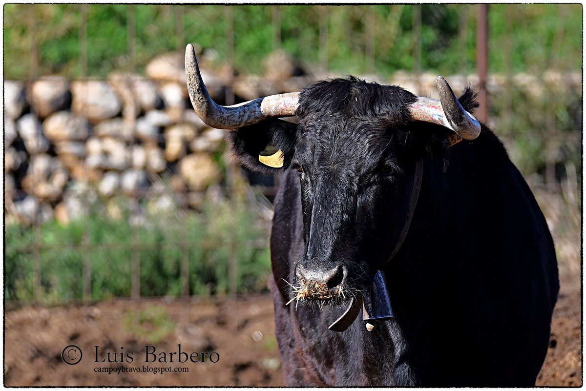 Ganadería Ivanet. Cervera del Maestre (Castellón) share.google/RMn3VAkNND26yT…