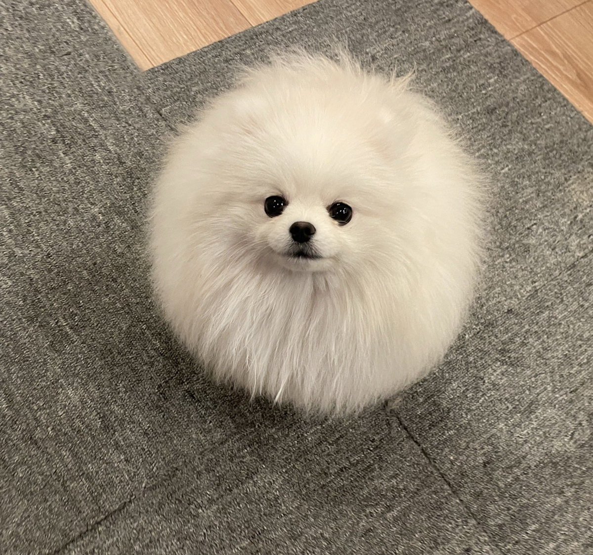 ポメラニアン ちょむ (@chomupomexx) / Posts / X