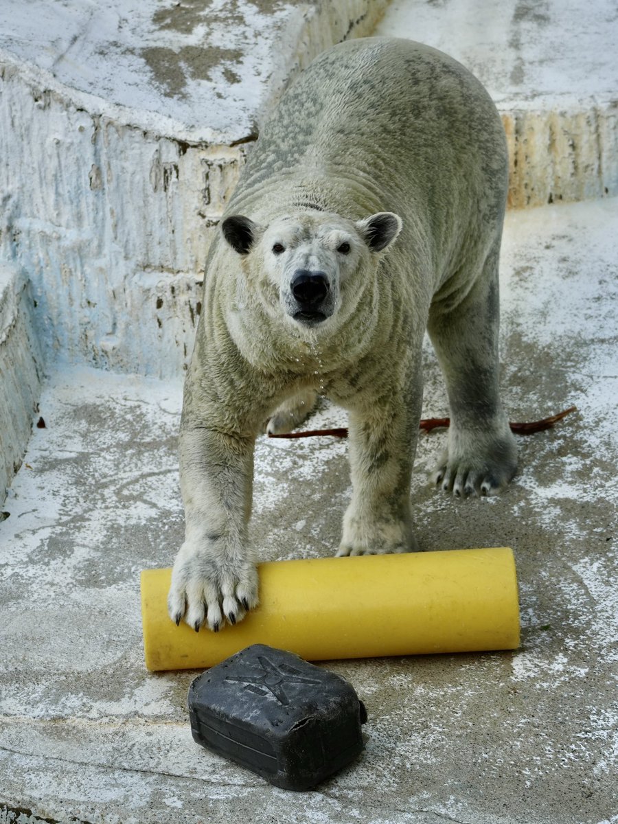 #これを見た人は何か黄色いものをあげる見た人強制