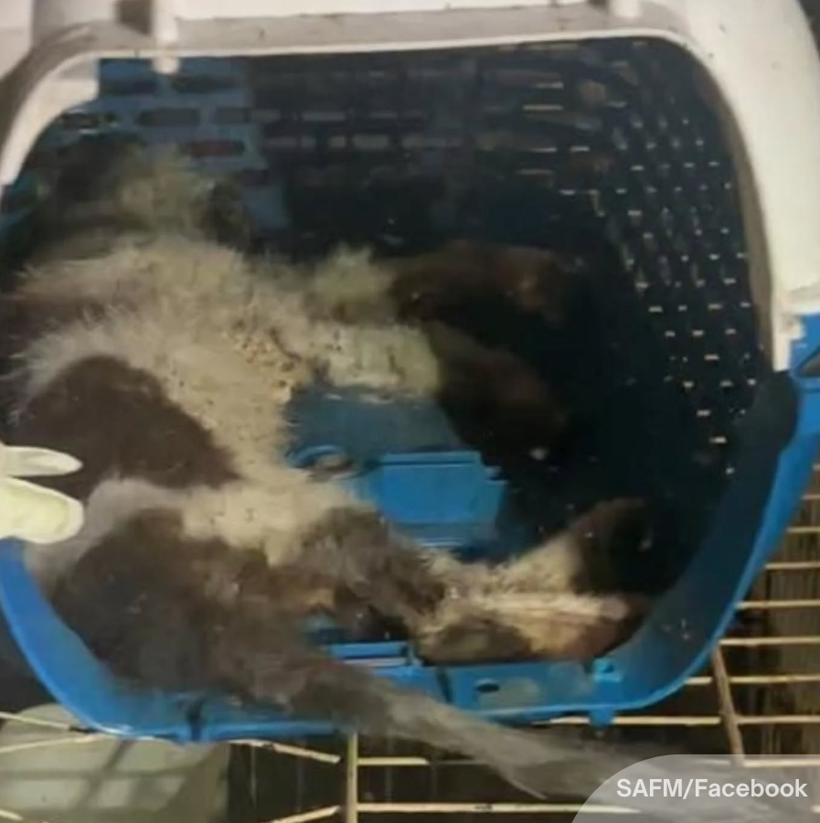 NewsBFM's tweet photo. 🚨 TW : Animal cruelty

Police have confirmed they are investigating the deaths of animals at an abandoned veterinary clinic in Damansara Damai after receiving reports on the case.

Earlier, Persatuan Haiwan Terbiar Malaysia said that at Gelyga Animal Clinic, a cat and a dog were found dead in a cage, calling it a “horrific act of cruelty.”

🧵1