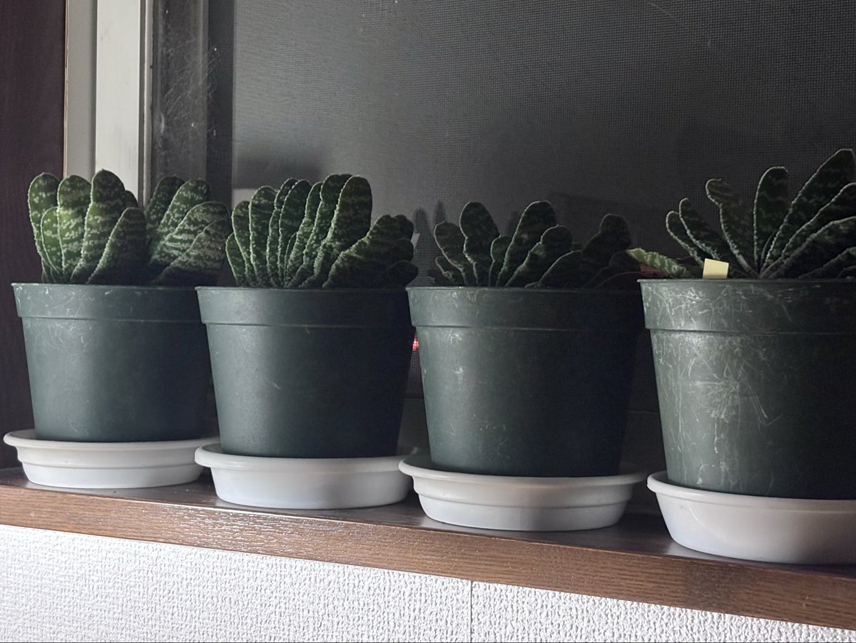 最近ようやく外の温室じゃ冬越しが厳しいことに気づいた。
今年は窓際が賑やかだよ。