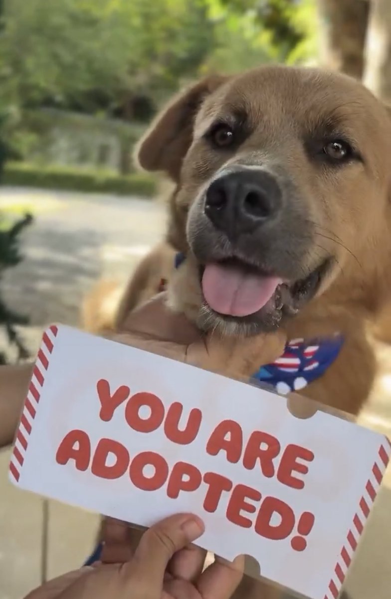 <a href="/NiallHarbison/">Niall Harbison</a> Congratulations to Twix!!🎉

He’s getting adopted &amp; getting a new home in the USA!!🇺🇸

So happy for him!🤗