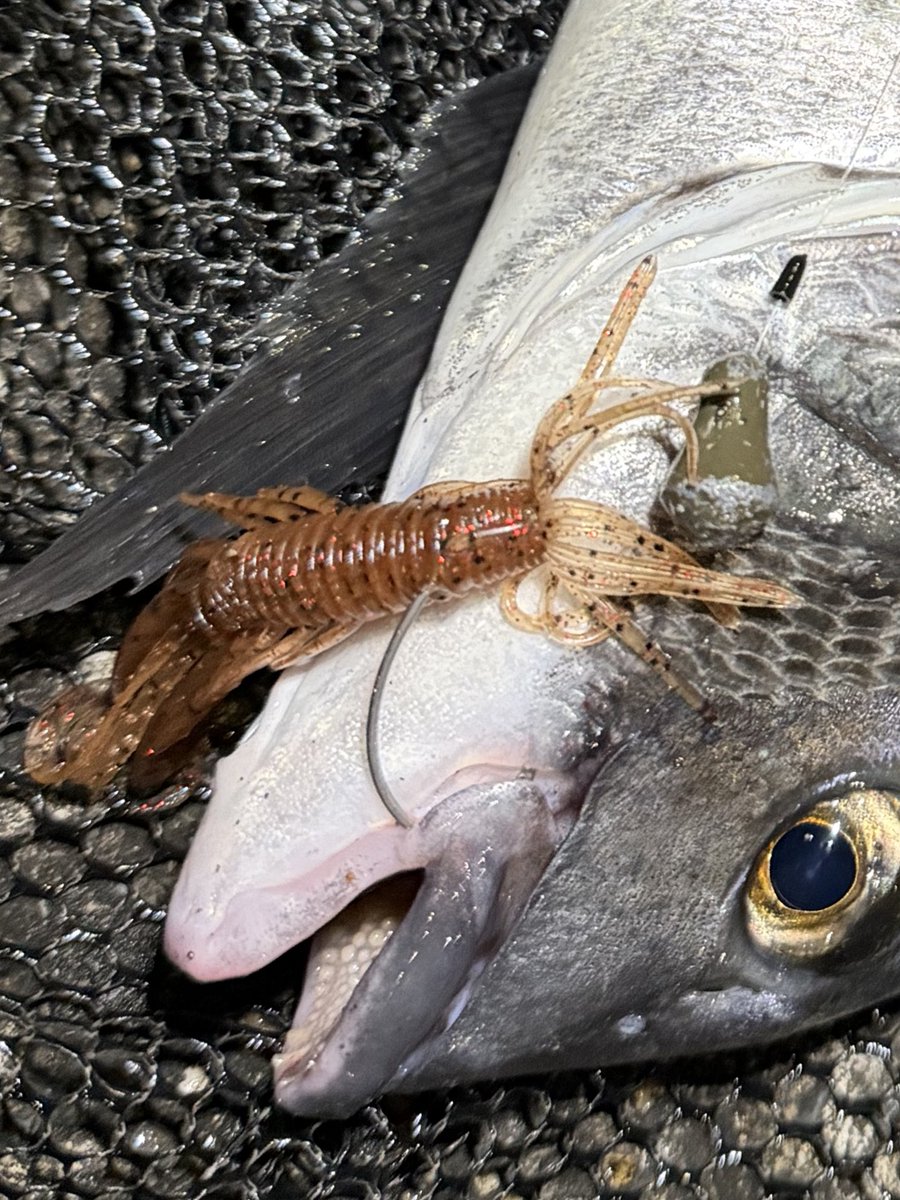 龍岩 朋樹 (@Tatsu_uuuO) / Posts / X