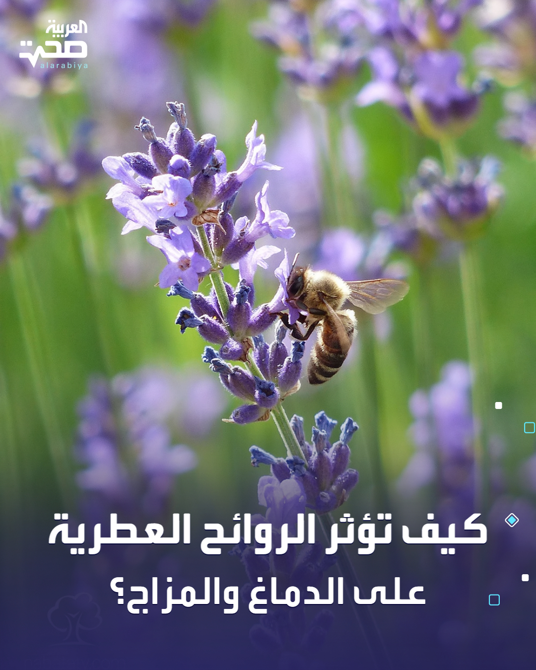 معلومة طبية من العربية صحة : استنشاق الروائح العطرية قد يؤثر على الدماغ عبر الجهاز المسؤول عن المشاعر. ما يساعد على تحسين المزاج وتقليل التوتر. ارتبطت بعض الروائح مثل اللافندر بتأثيرات مهدئة. بينما قد تعزز روائح النعناع والحمضيات الشعور بالحيوية واليقظة. على الرغم من اختلاف الاستجابة بين الأفراد إلا أنه يمكن أن تكون الروائح العطرية أداة مساعدة لدعم الجانب النفسي صحة _صحة 