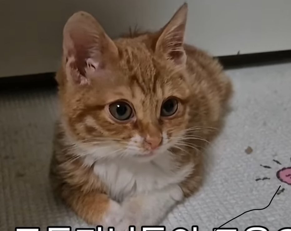 바나도 입양 가게 도와주세요🥺 완전 개냥이래요 저는 바나가 너무너무 예쁘네요ㅜㅜㅜ 구조자분이 연세가 많으셔서 사진이 화질구지지만 실물깡패래요…❤️