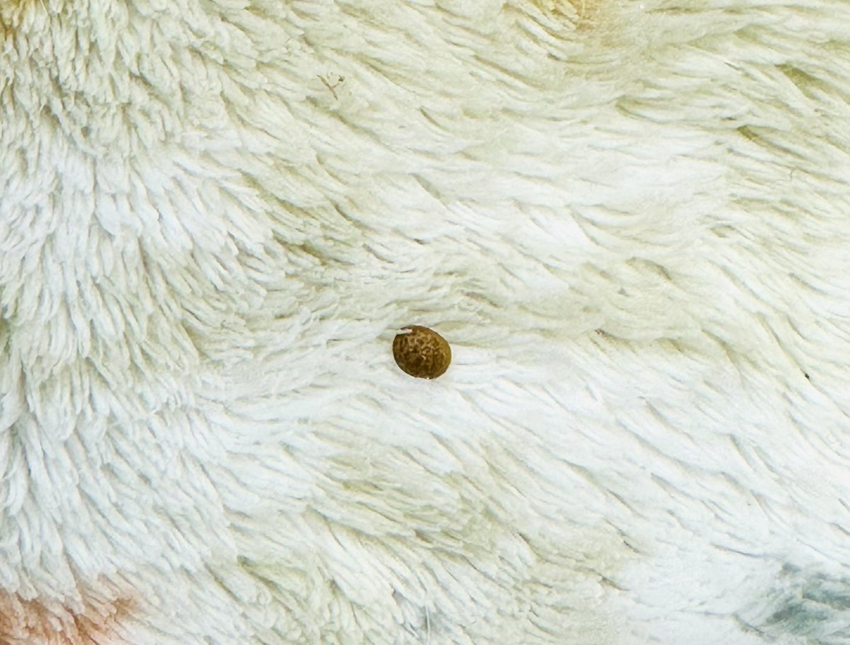 「服にカメムシがついてる！」と戦慄したんだが、よく見たらミニマムぶなしめじだった…うちはマルカメムシがよく入り込むから…。一応臭いは嗅いだ。