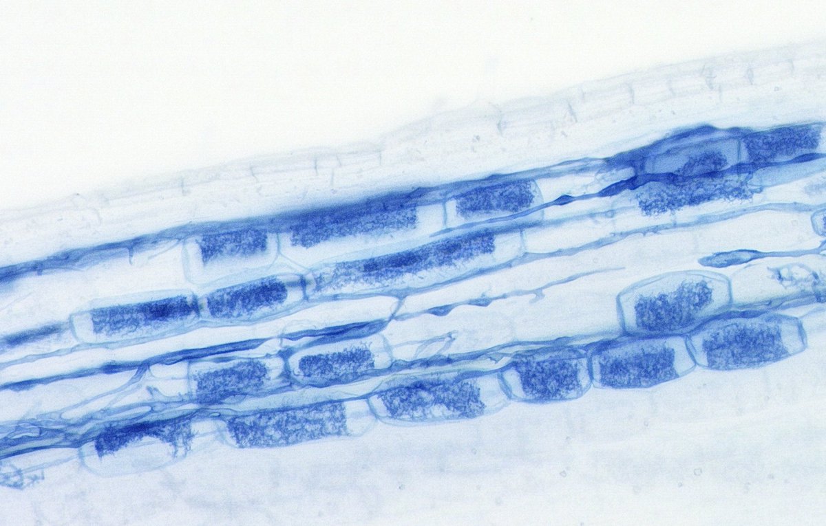 日本菌学会 (@Mycology_Japan) / Posts / X