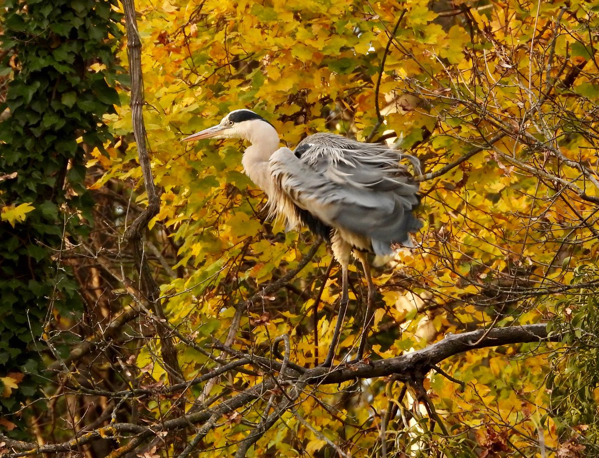 der graureiher vom krebsenwasser